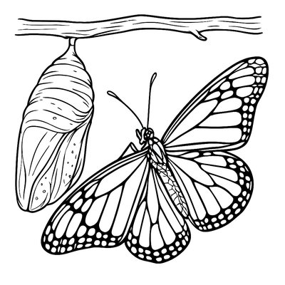 A Detailed Monarch Butterfly Emerging From Chrysalis