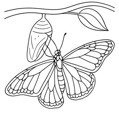 A Monarch Butterfly Emerging From Chrysalis