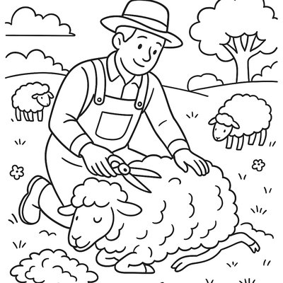 Sheep Being Sheared For Spring Wool