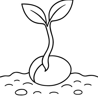 A Seed Germinating And Sprouting Its First Leaves