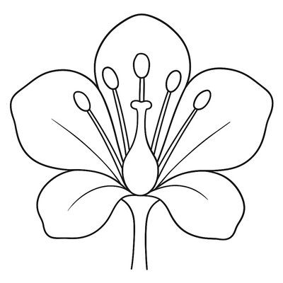 Cross-section Of A Flower Showing Pistil, Stamen, And Petals