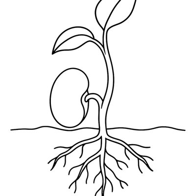 Diagram Of A Bean Seed Sprouting With Roots And Shoot