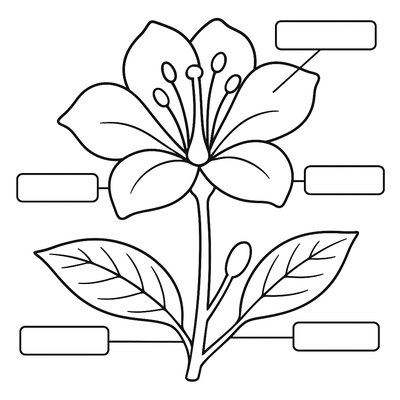 Diagram Of Flower Parts With Labels