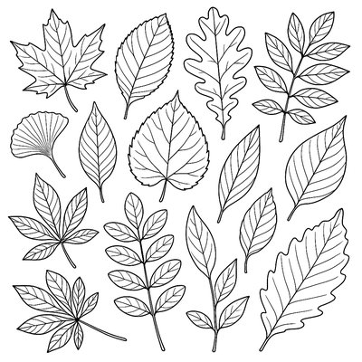 Different Types Of Tree Leaves Arranged In A Scientific Collection