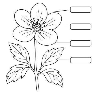 Parts Of A Flower With Labels To Color