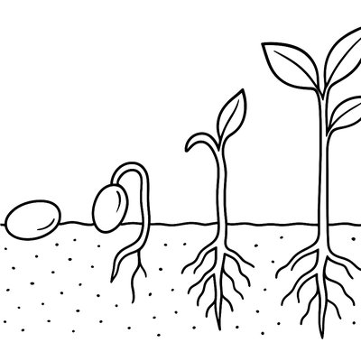 Seed Germination Sequence From Soil To Sprout
