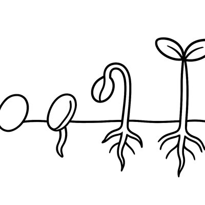 Seed Germination Stages From Seed To Sprout