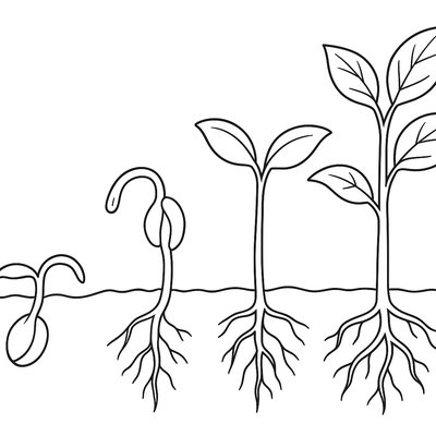 Seed Germination Stages From Sprout To Plant