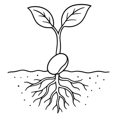 Seed Sprouting Diagram Showing Roots And First Leaves