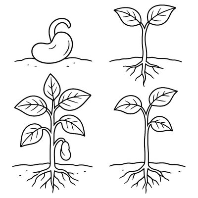 The Life Cycle Of A Tulip From Bulb To Bloom
