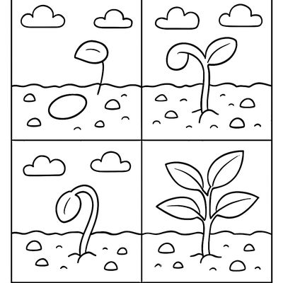 The Seed Growing Stages From Seed To Sprout To Seedling To Full Plant In Four Panels