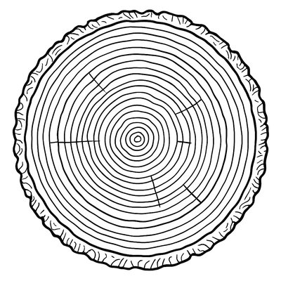 Tree Cross-section Showing Growth Rings And Layers