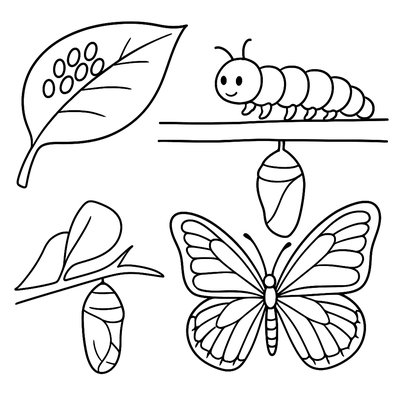 Butterfly Life Cycle From Egg To Adult With Labels