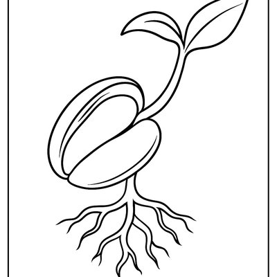 The Parts Of A Seed With Sprouting Roots And Shoots Labeled