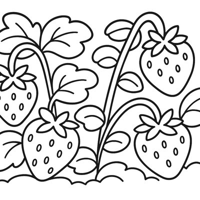 A Strawberry Patch With Ripe Berries Ready For Picking