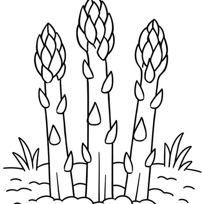 Fresh Spring Asparagus Spears Growing From The Ground