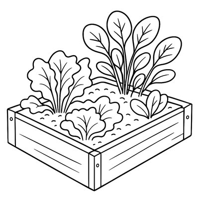 Lettuce And Spinach Growing In Raised Bed