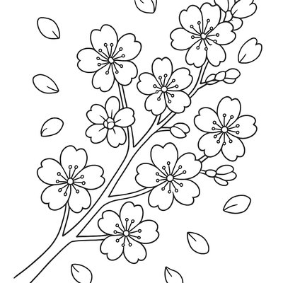 Cherry Blossoms On A Tree Branch With Falling Petals
