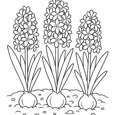 Hyacinth Flowers Pushing Through Soil