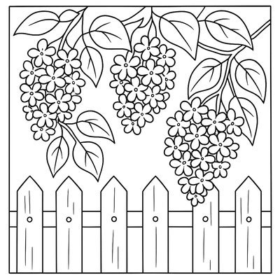 Lilacs Hanging Over A Garden Fence