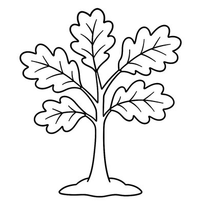 Young Oak Tree With Fresh Green Leaves