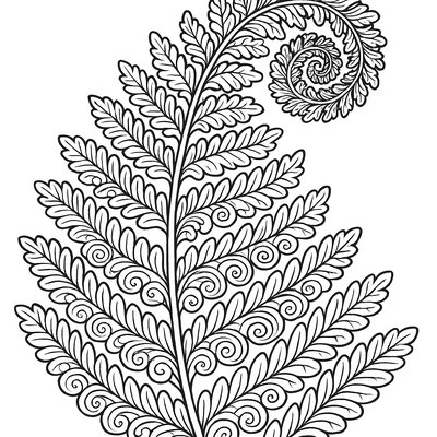 Fern Frond Showing Fractal Spiral Patterns