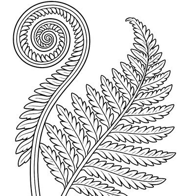 Fern Frond Showing Spiral Pattern As It Unfurls