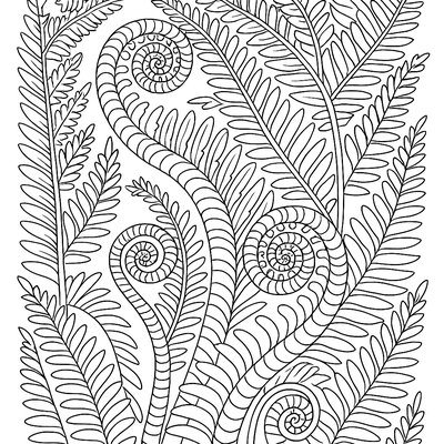 Fern Fronds Showing Natural Spiral Patterns