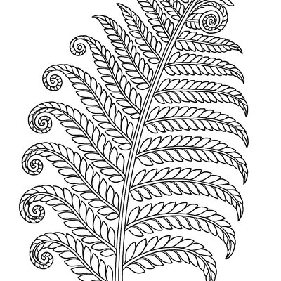 Fern Leaf Showing Natural Spiral Patterns