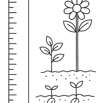 Measurement Chart Showing Plant Growth From Seed To Flower