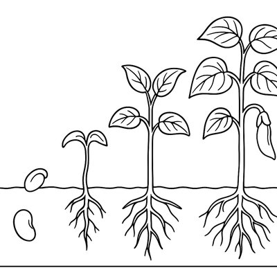 Bean Plant Growth Stages Worksheet