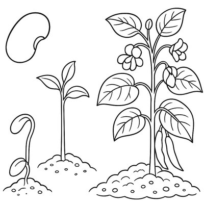 Bean Plant Life Cycle From Seed Through Flowering Stages