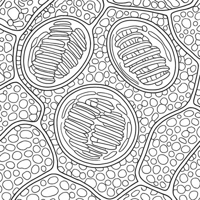 Plant Cells Showing Chloroplasts And Cell Walls In Detail