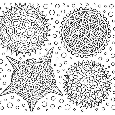 Pollen Grains With Intricate Geometric Structures Magnified